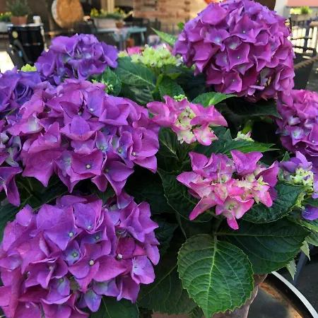 Hafen 17 Kueche Bar 4* Kehl